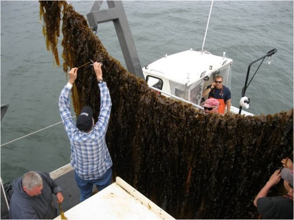 UConn seaweed