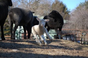 Sepe Farm animals. Photo courtesy of Sepe Farm