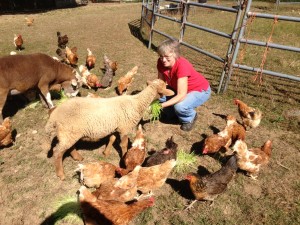 Presiding over 20 acres of Hudson Highlands farmland, Mary Ellen Finger tends sheep, hens and turkeys for market and other animals for family use.