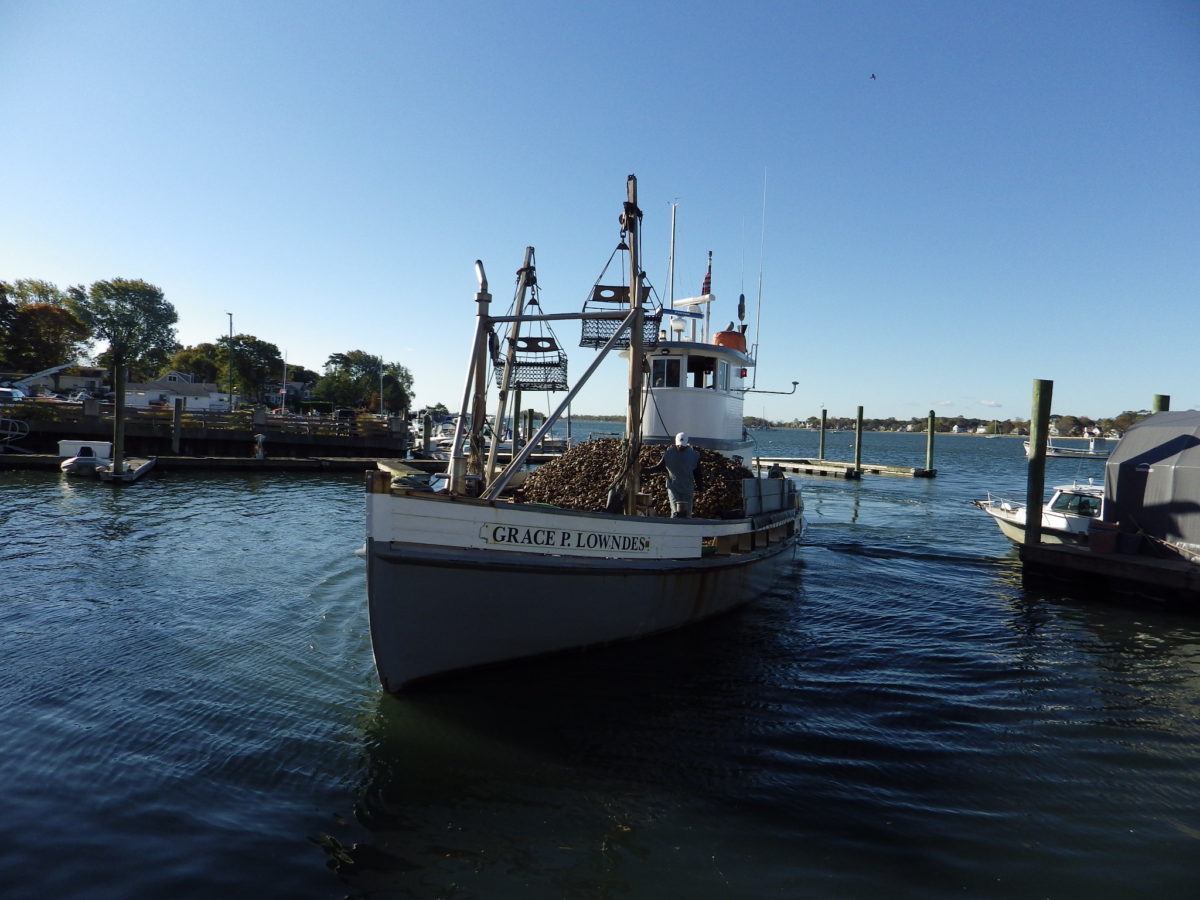 Oysters thrive, but not on their own