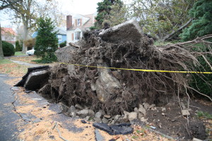 A tree was uprooted, damaging a home in Rye after Sandy made landfall in Westchester.