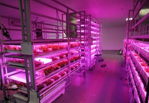 The grow room at MetroCrops in Bridgeport. Photo by Brian A. Pounds