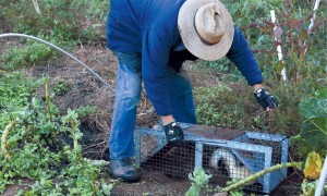 John Holbrook sets a skunk free at his farm in Bethel. 