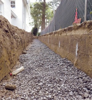 A trench into which mature hollies will be placed.