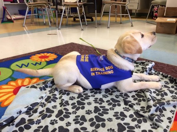 dogs_bella-working-at-school