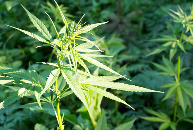 SUNY Sullivan, Center for Discovery partner in hemp pilot program