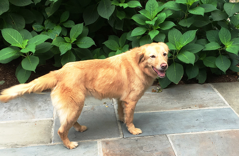 Animal rescue group honored