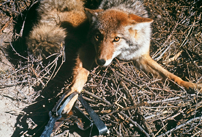 coyote trap fairfield connecticut