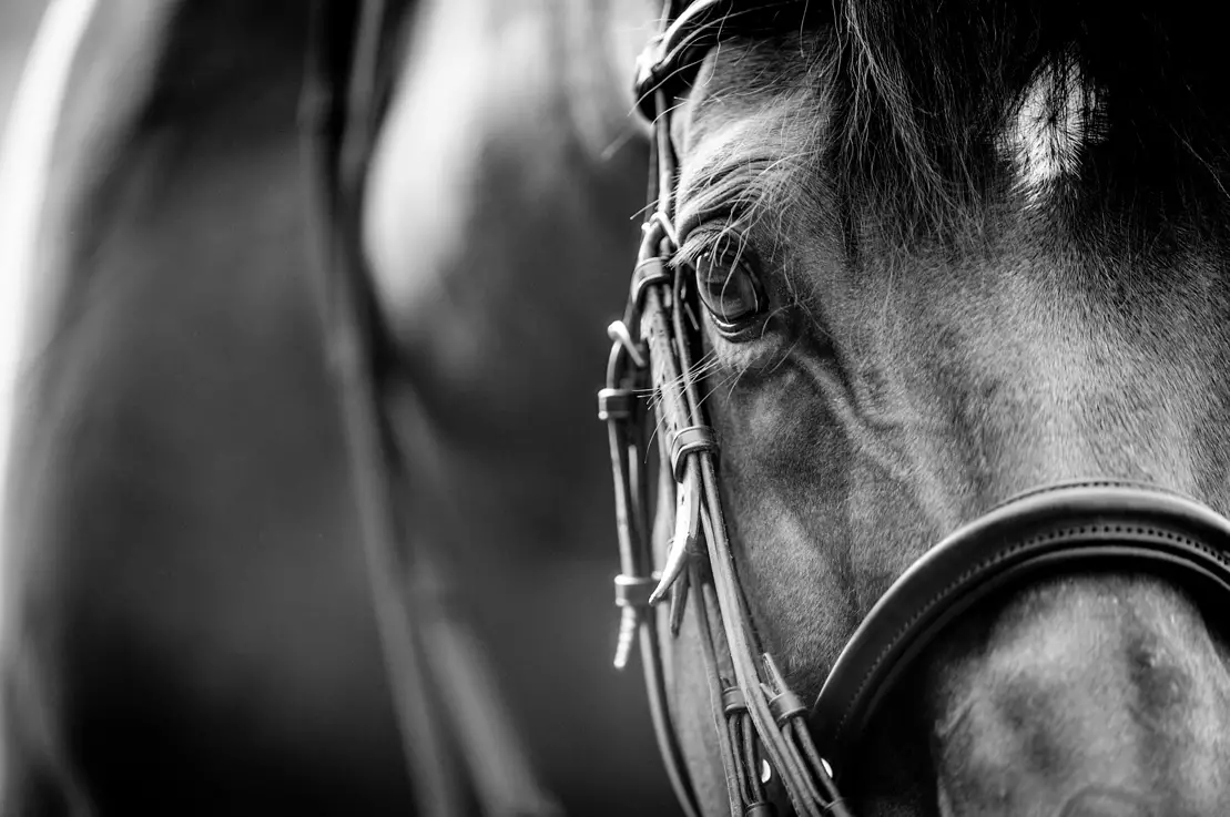 kathy russell horse photo