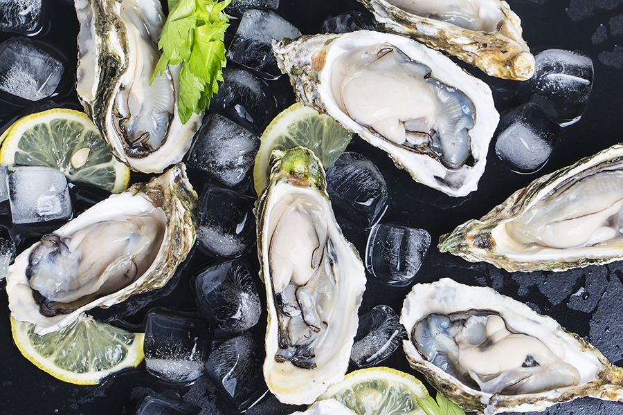 Norwalk oyster festrival