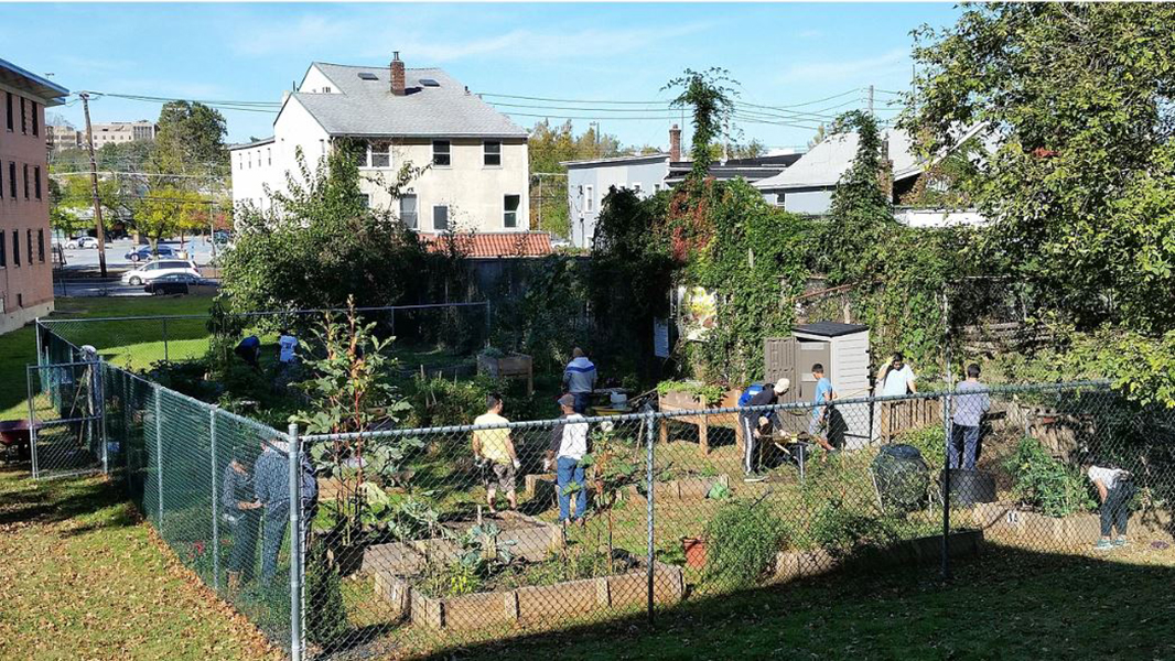 Community gardens growing in Port Chester
