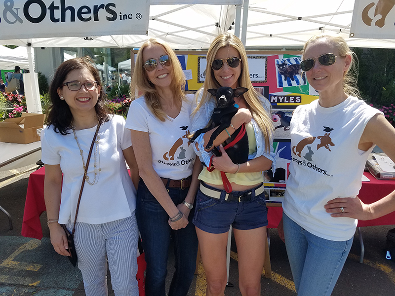 New Canaan Dog Days of Summer