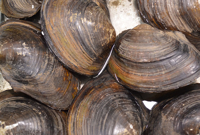 Murphy leads group of U.S. senators seeking improvements for shellfish farmers