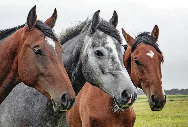 Horse farm sues Bedford over farmworker housing