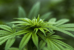 CBD cannabinoid connecticut democrats marijuana
