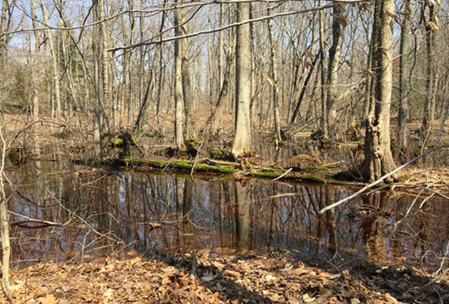 Stamford Land Conservation Trust acquires its 55th nature preserve