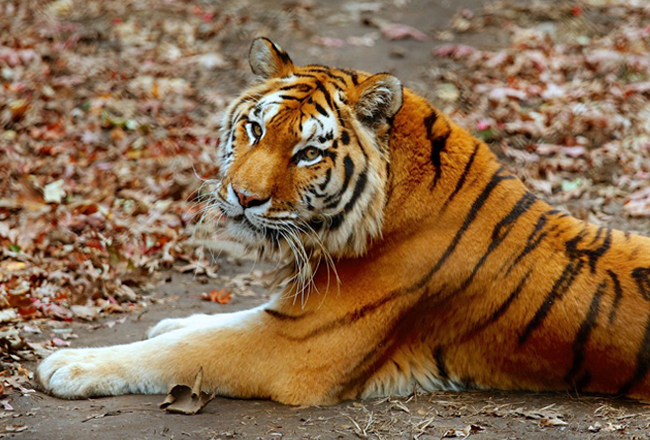 Connecticut's Beardsley Zoo 