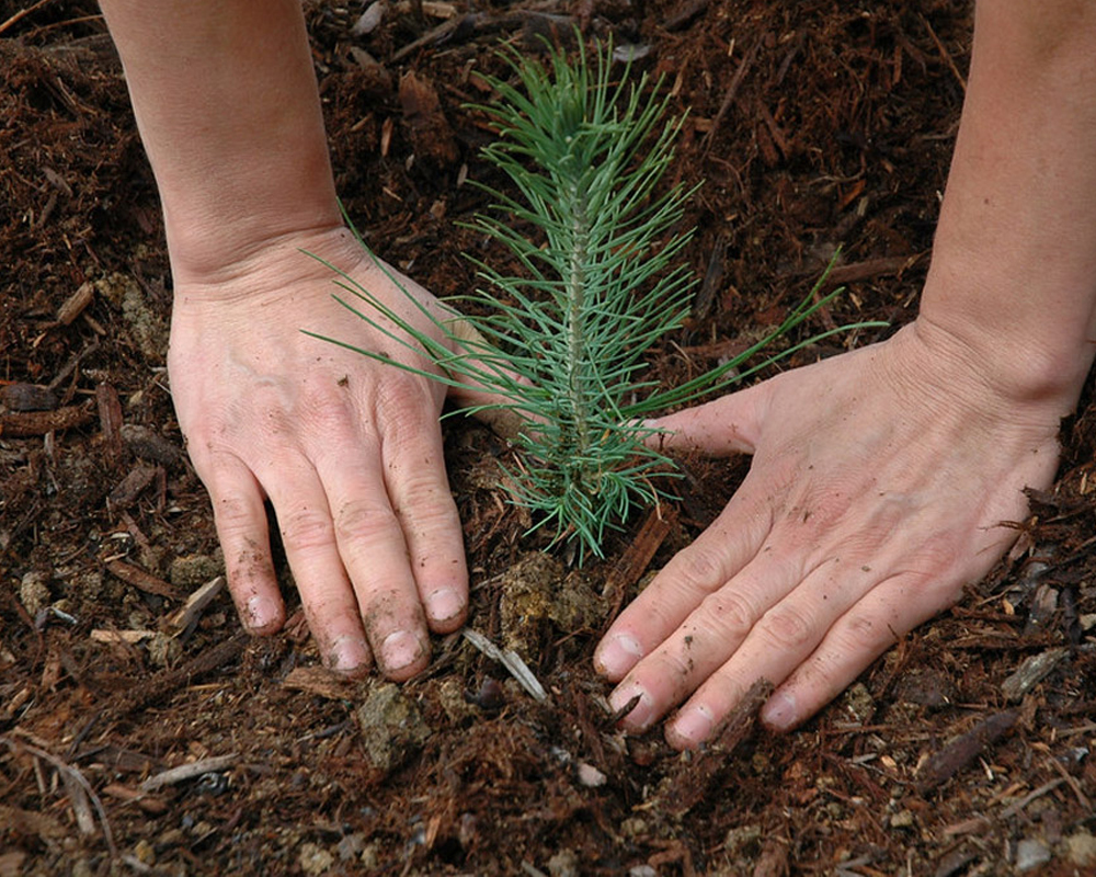 Synchrony tree planting