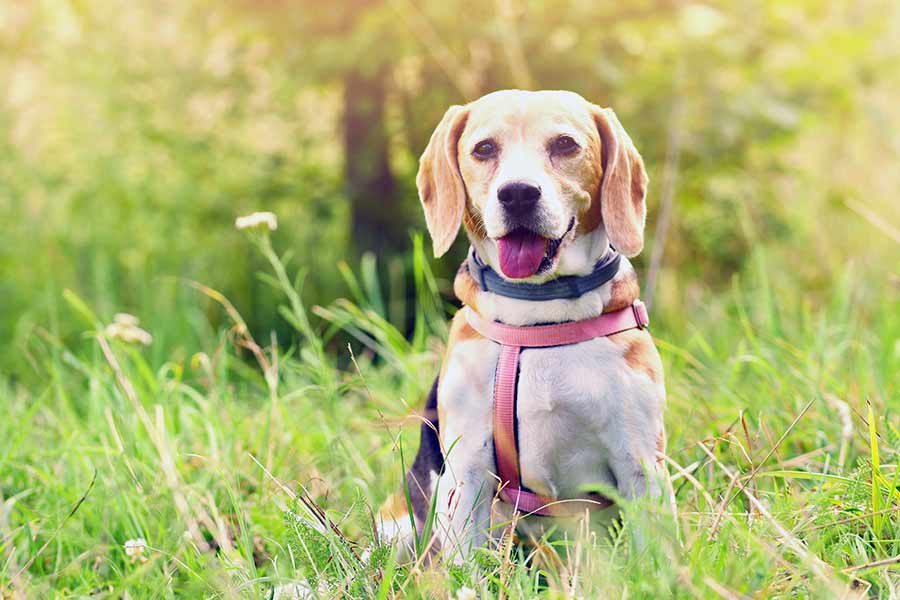 chewy dog potty pads