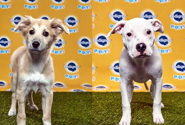 puppy bowl Danbury