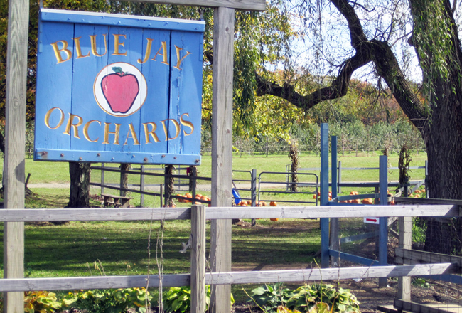 Blue Jay Orchards
