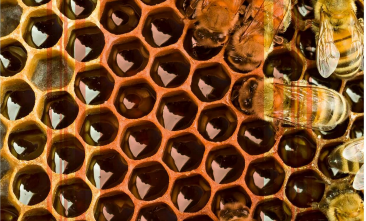 Family-Owned Businesses