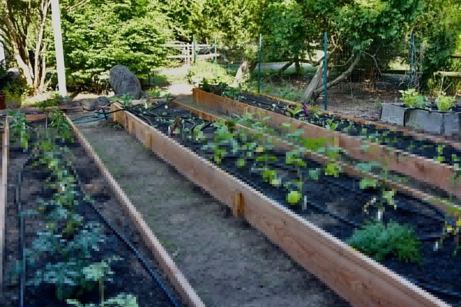 Â PLANTING FOR HEALTHY LIVING