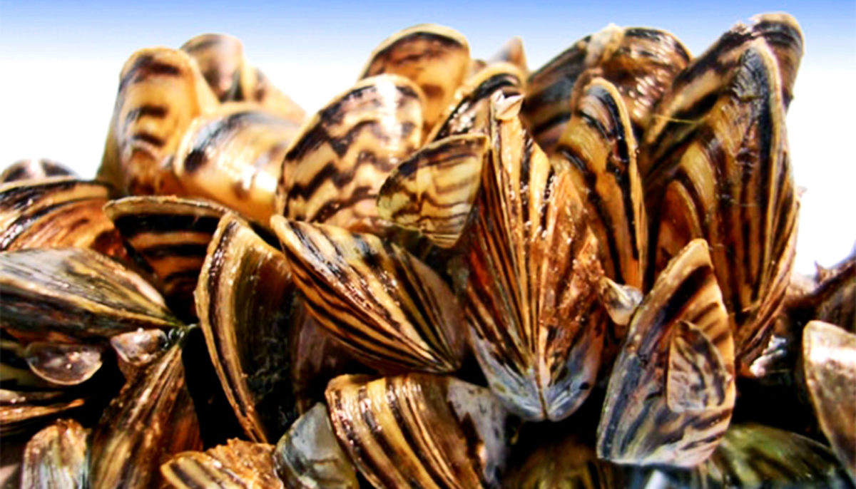 CT DEEP announces grants to fight aquatic invasive species