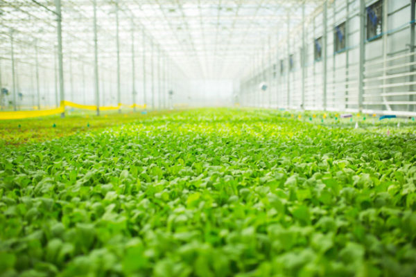 For BrightFarms, Indoor Farming Model Brings Big Growth