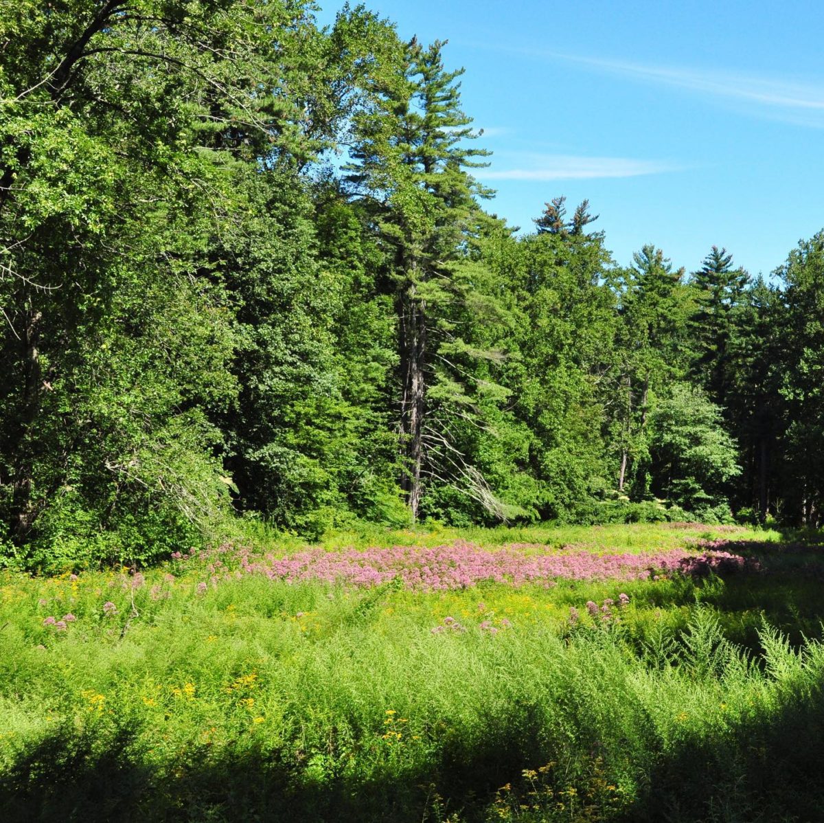 Greenwich Land Trust buys 8 acres from Aquarion for 2.2M Westfair