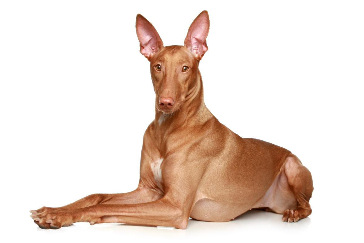 Mahopac couple blames VCA vets for agonizing death of Kiya, a Pharaoh Hound