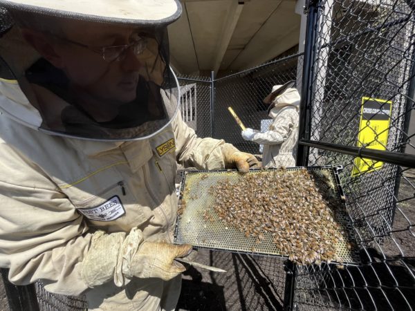 Busy bees are welcomed to their new home at Cross County Center.