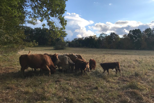 GRANT PROTECTS RYDER FARM