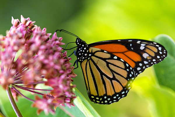 EDITORâ€™S LETTER