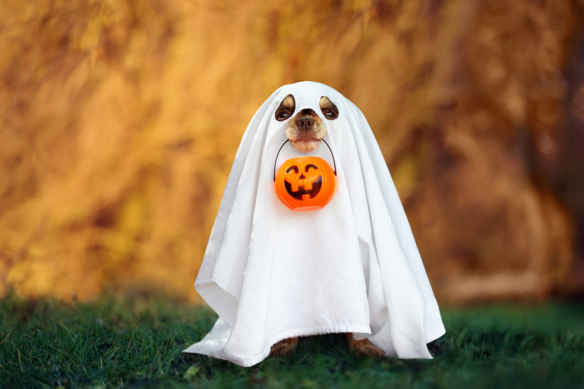Keeping your pet safe this Halloween