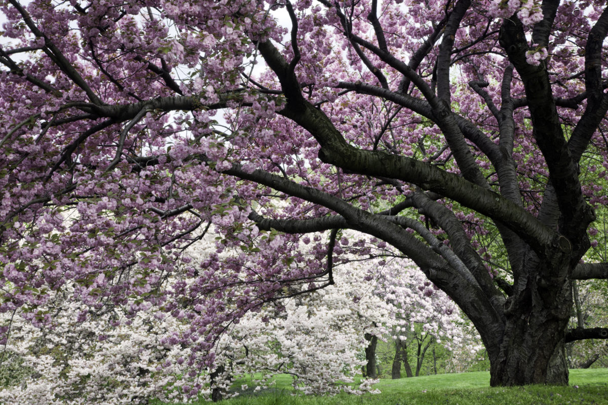 NYBG announces new photography fellowship