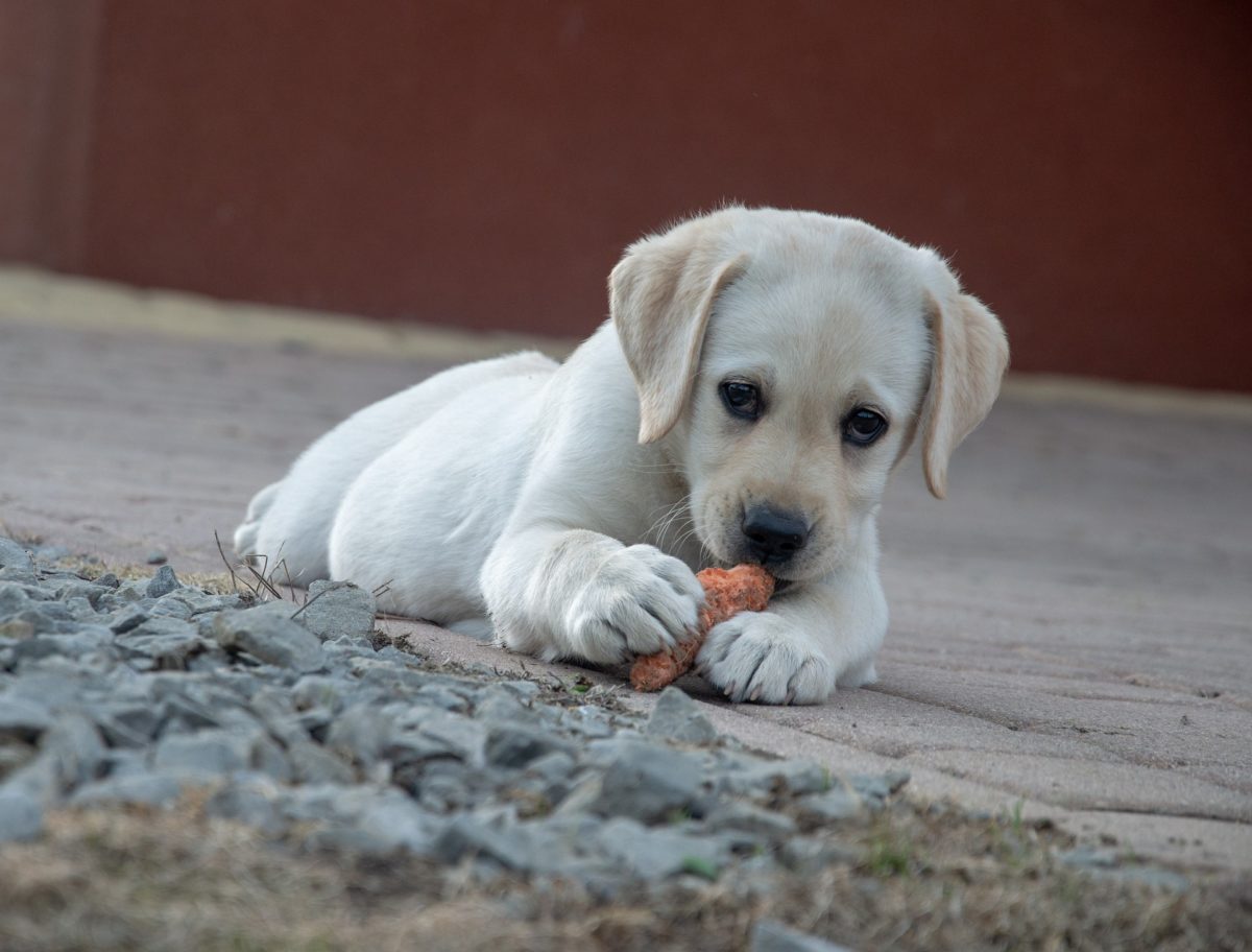 what foods can you not feed your dog