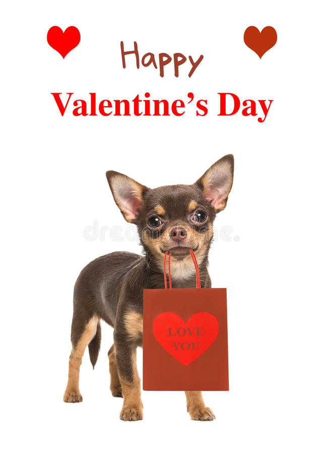 Trend of the week â€“ showing our four-legged friends some love