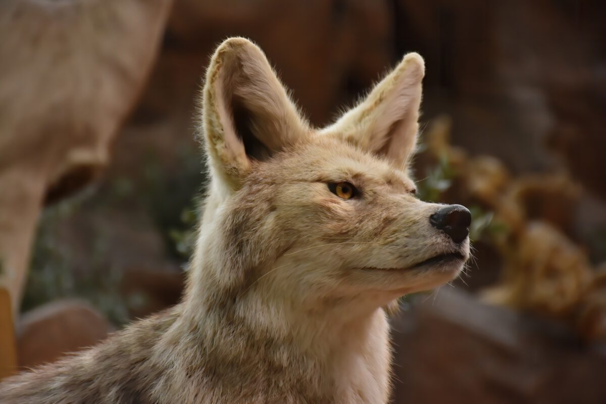 New Book Dispels The Myths Of Urban Coyotes - Westfair Communications