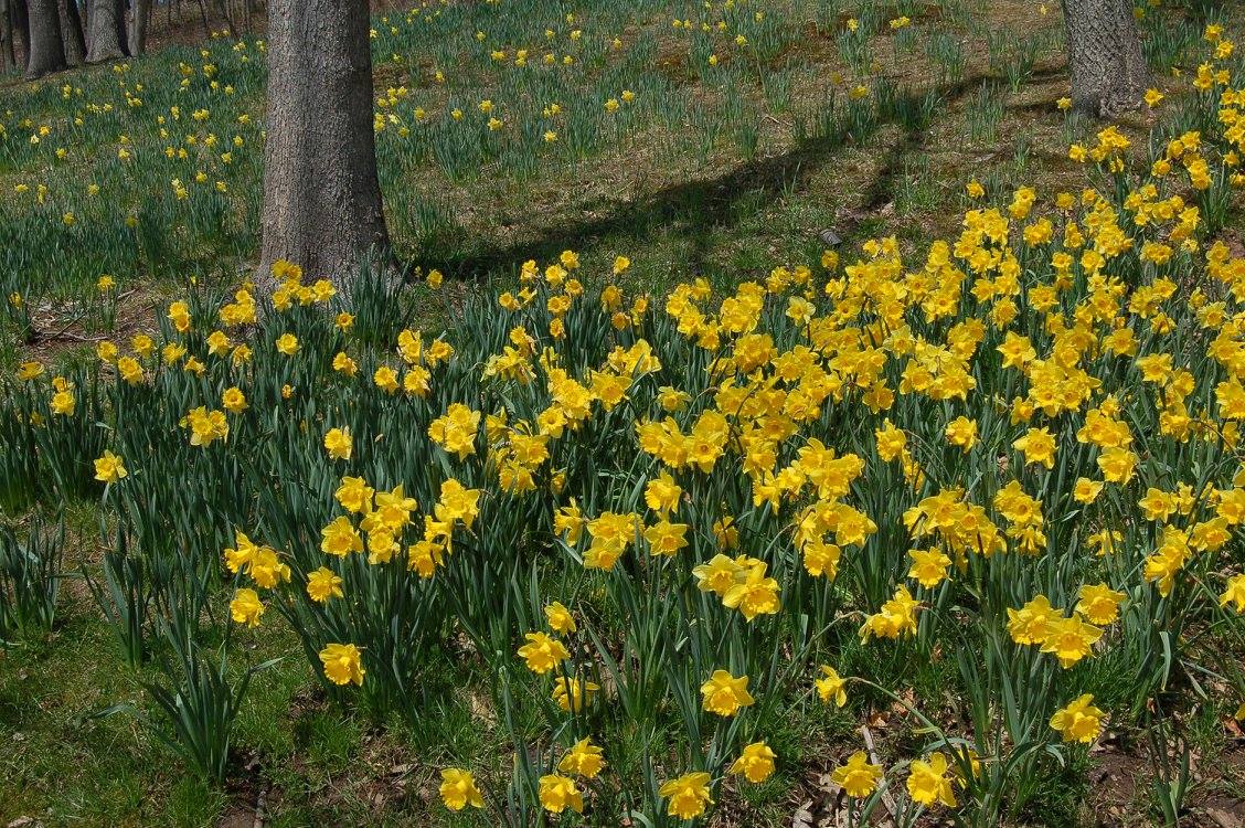 Meriden's Daffodil Festival returns April 2930 Westfair Communications