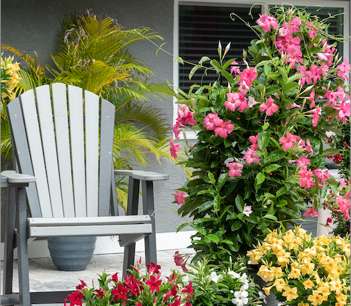 Grow easy-care mandevillas for season-long color