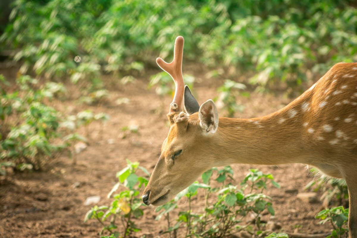 Deer-proofing your garden