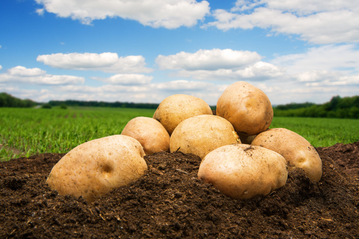 Mount Vernon tuber company to get $1.5M in belated potato payments
