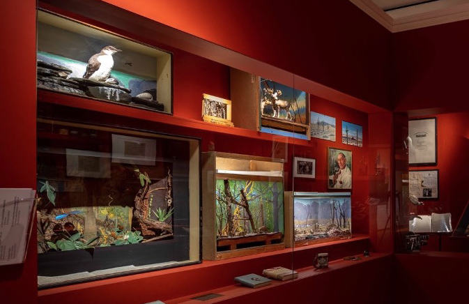 â€œUNLOCKING THE CABINET OF CURIOSITIESâ€