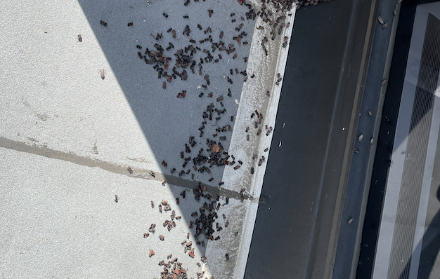 Preventing and eliminating fall pests