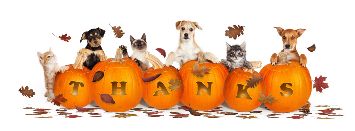 Pet-friendly holidays 