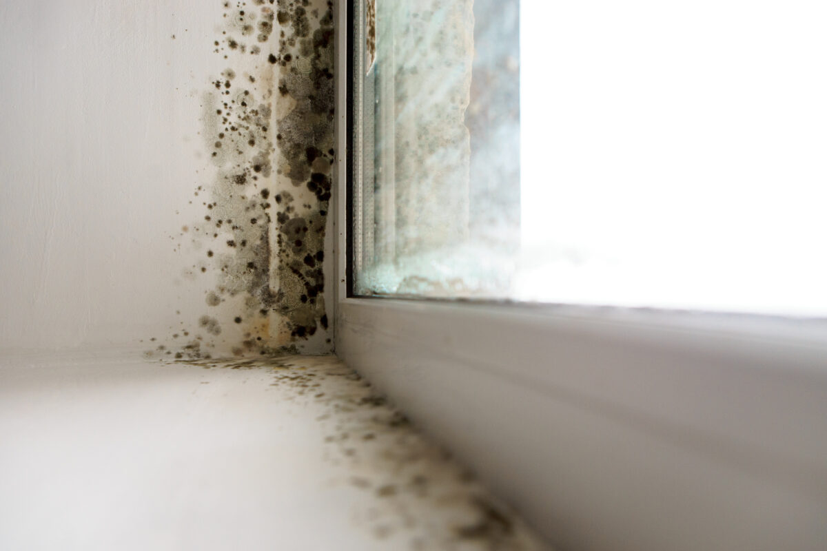 AVOID LOSS OF INCOME AND LIABILITY FROM TOXIC MOLD CONTAMINATION