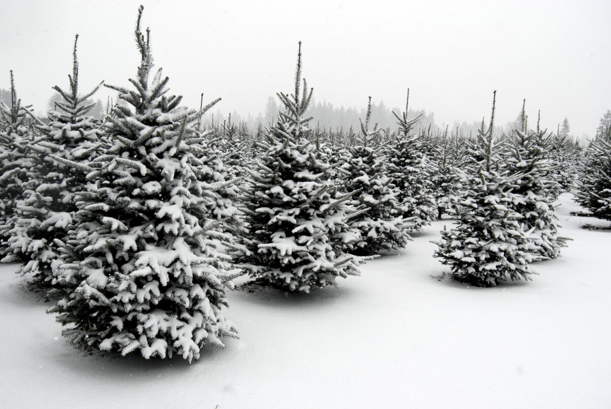 Putnam farm demands $171,461 for unclaimed Christmas trees