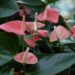 Botanical gifts for your valentine