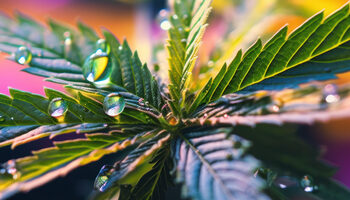 Cannabis company sues Pound Ridge for blocking store